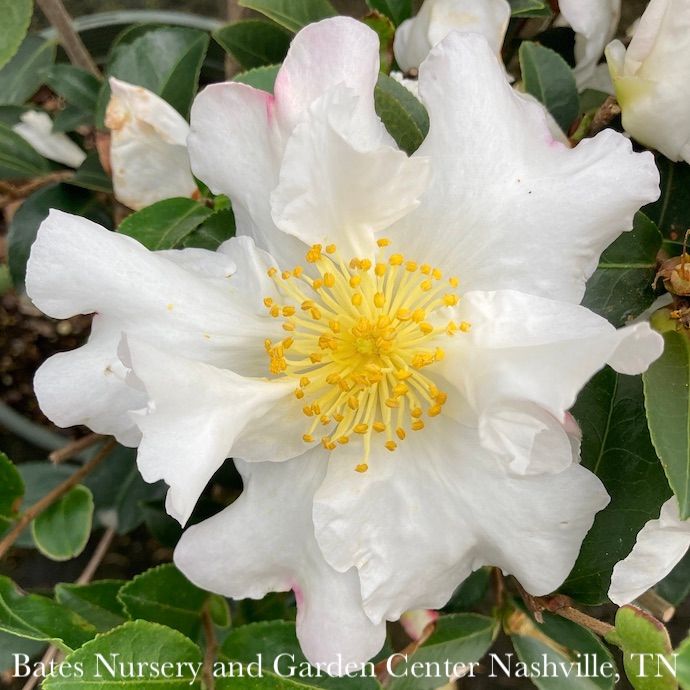 Topiary Trellis #5 Camellia sas Setsugekka/ White - No Warranty