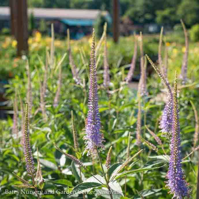 #1 Veronicastrum virg Fascination/ Culver&#39;s Root Native (TN)