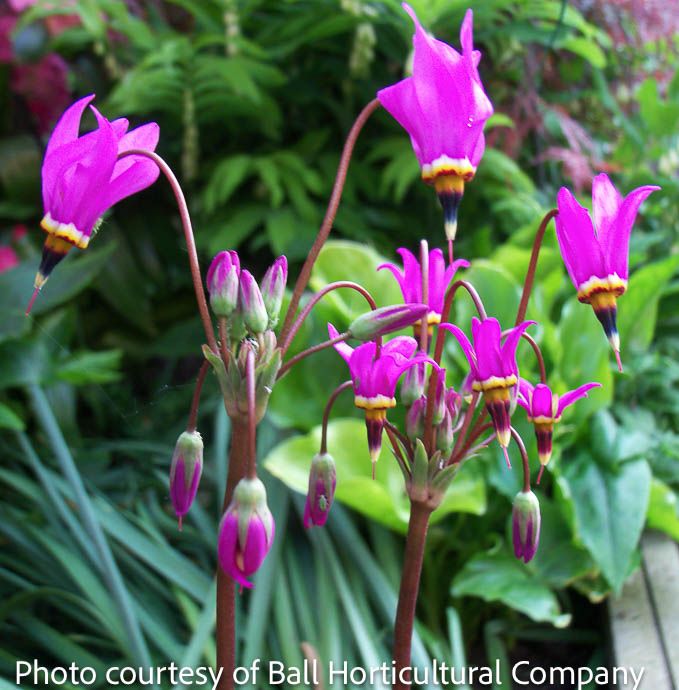 #1 Dodecatheon meadia/ Shooting Star Ephemeral Native (TN)