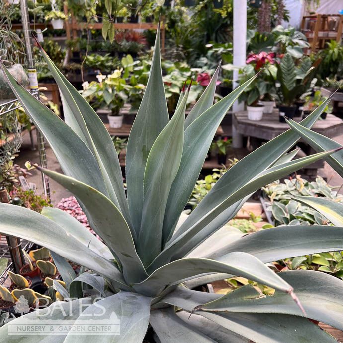 Tropical #2 Agave Weberi/ Weber&#39;s