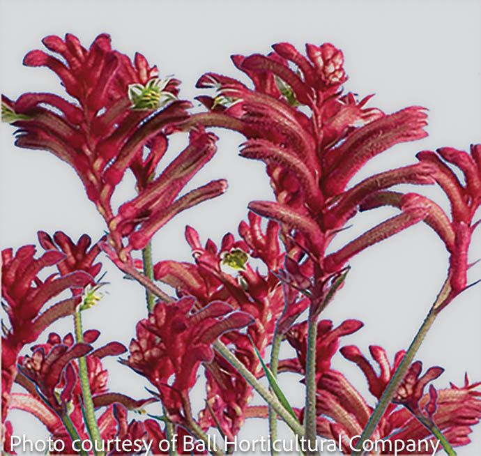 Tropical #1 Anigozanthos Kanga Burgundy/ Kangaroo Paw