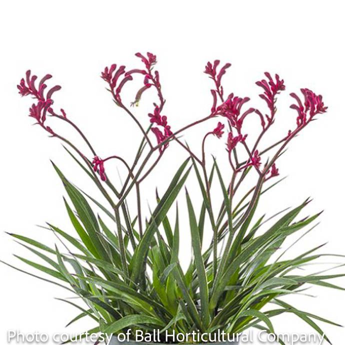 Tropical #1 Anigozanthos Kanga Burgundy/ Kangaroo Paw