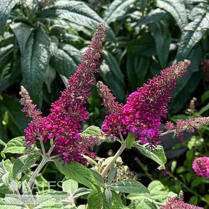 #1 Buddleia dav Summer Bird &#39;Magenta&#39;/ Butterfly Bush