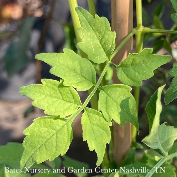 #2 Campsis radicans Flava/ Yellow Trumpet Creeper Native (TN)