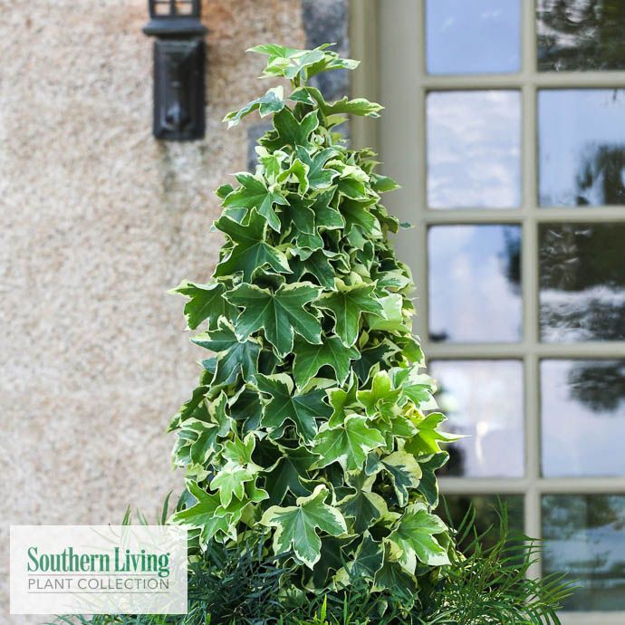 Tropical #1 Fatshedera Angyo Star/ Aralia Ivy - No Warranty