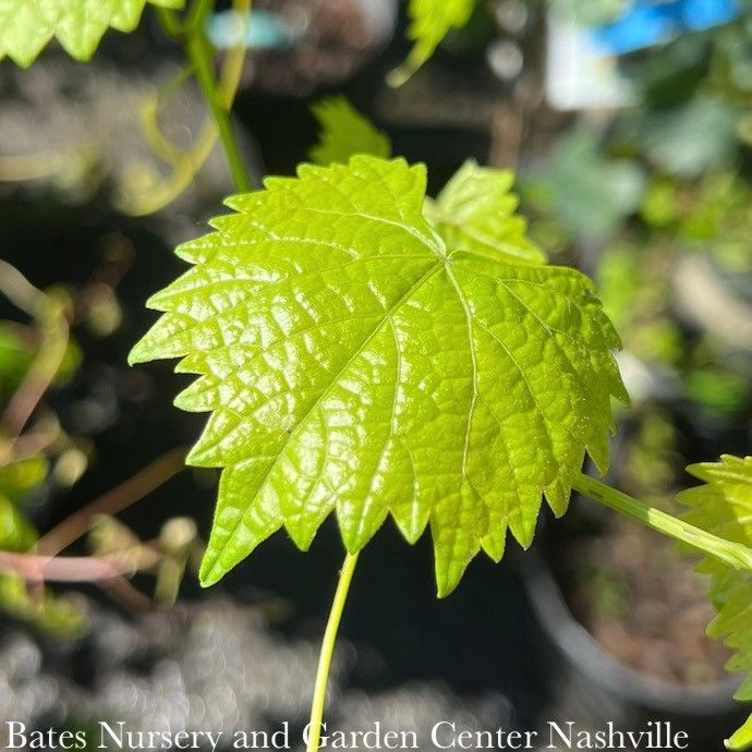 Edible #1 Vitis rotund Carlos/ Bronze Muscadine Grape Native (TN)