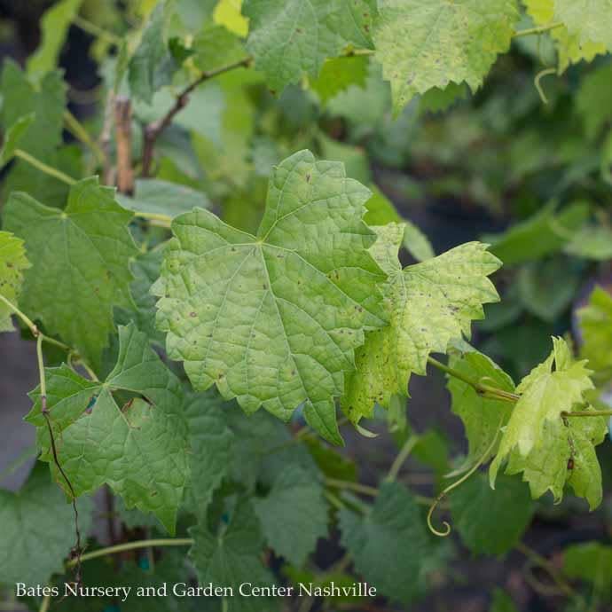 Edible #1 Vitis rotund Carlos/ Bronze Muscadine Grape Native (TN)