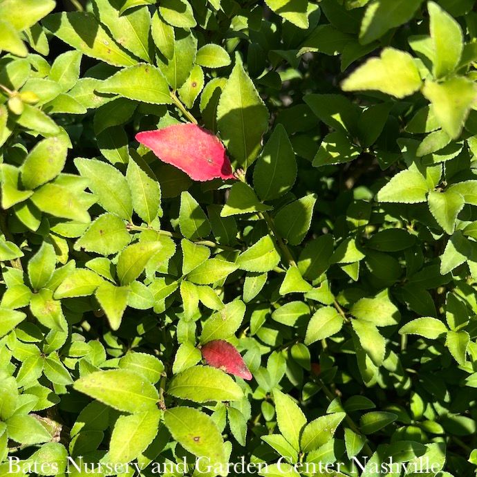 #5 Euonymus alatus Cole&#39;s Compact/ Burning Bush