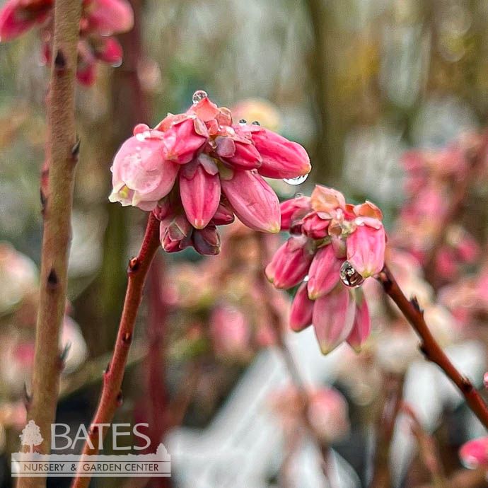 Edible #5 Vaccinium x Sunshine Blue/ Southern Highbush Blueberry