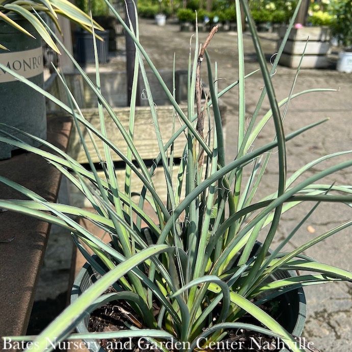 #2 Hesperaloe parv Straight Up Red/ Red Yucca