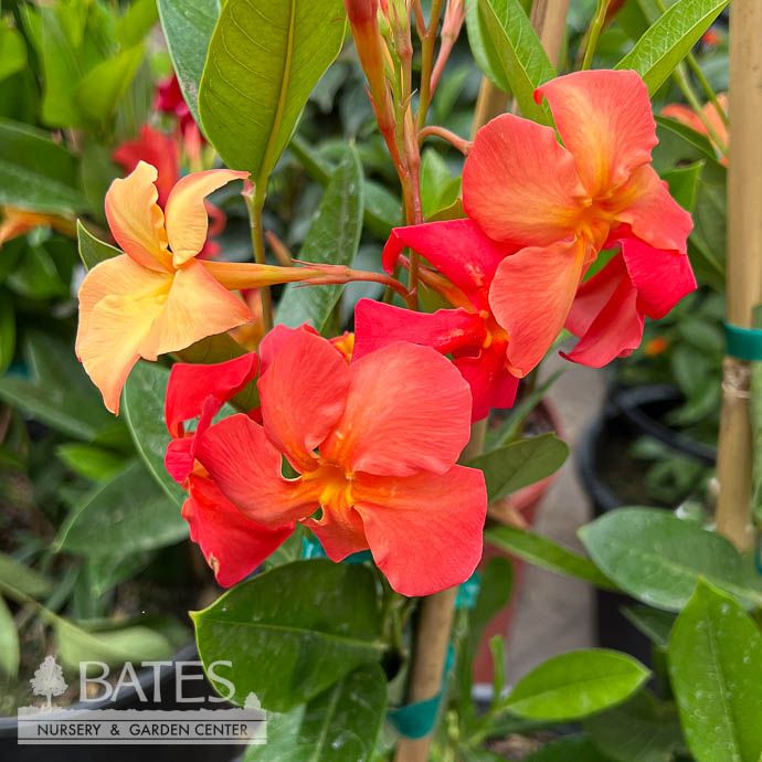 Tropical #2 Mandevilla Sun Parasol &#39;Firedup Orange&#39; - No Warranty