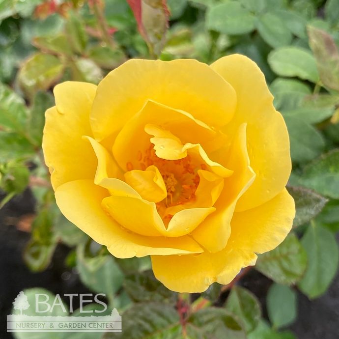 #2 Rosa Grace N&#39; Grit &#39;Yellow&#39;/ Shrub Rose - No Warranty