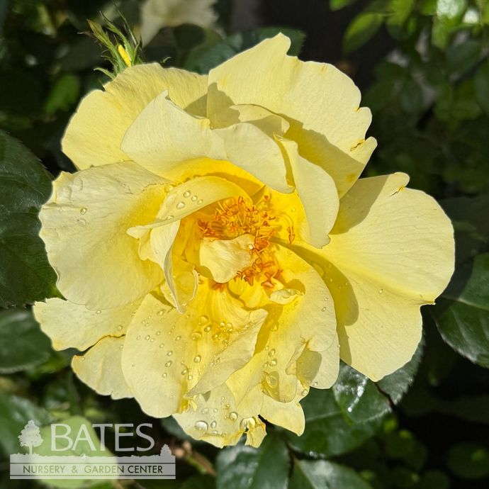 #2 Rosa Grace N&#39; Grit &#39;Yellow&#39;/ Shrub Rose - No Warranty