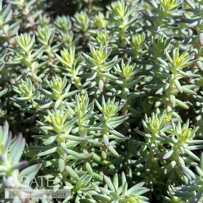 QP Sedum ref Blue Bird/ Stonecrop