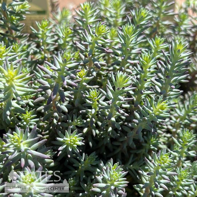 QP Sedum ref Blue Bird/ Stonecrop