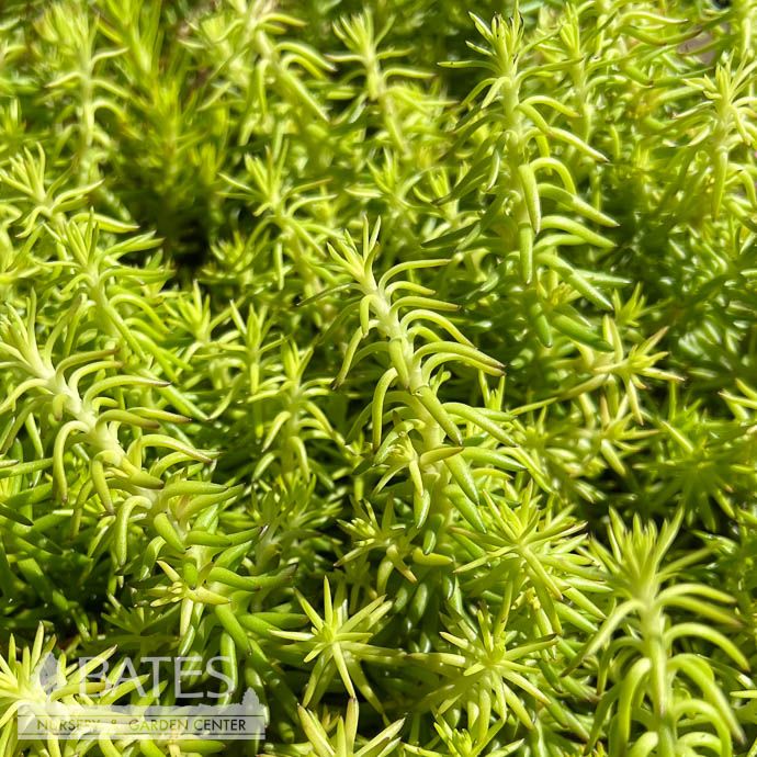 QP Sedum Spring Green/ Stonecrop