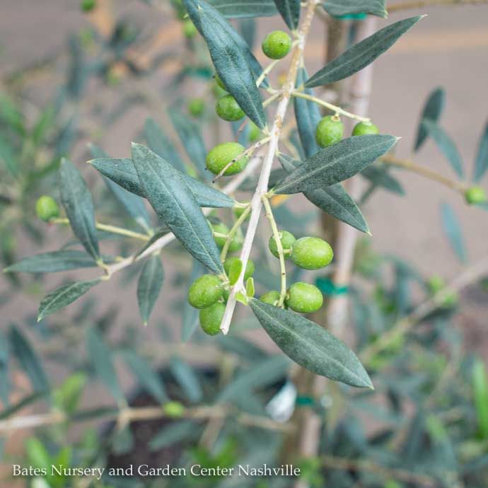 Tropical Edible #5  Olea europaea Arbequina/ Fruiting Olive Bush Form - No Warranty