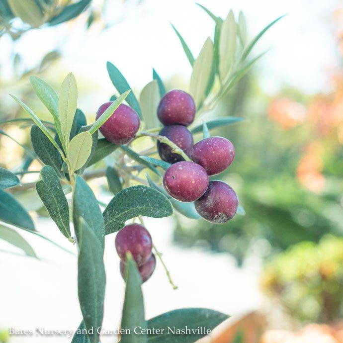 Tropical Edible #5  Olea europaea Arbequina/ Fruiting Olive Bush Form - No Warranty