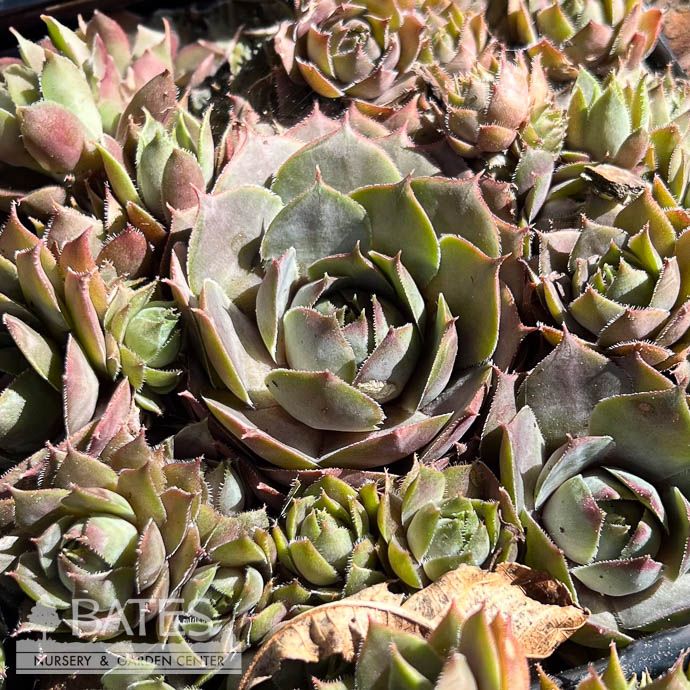 QP Sempervivum Emerald Empress/ Hens and Chicks