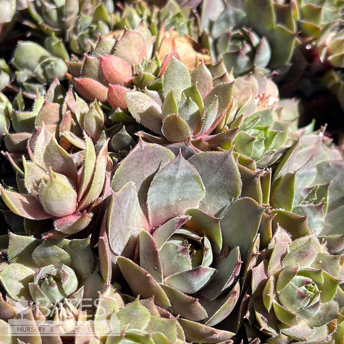 QP Sempervivum Emerald Empress/ Hens and Chicks