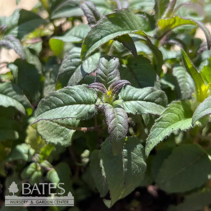 QP Monarda did Blue Stocking/ Beebalm Native (TN)