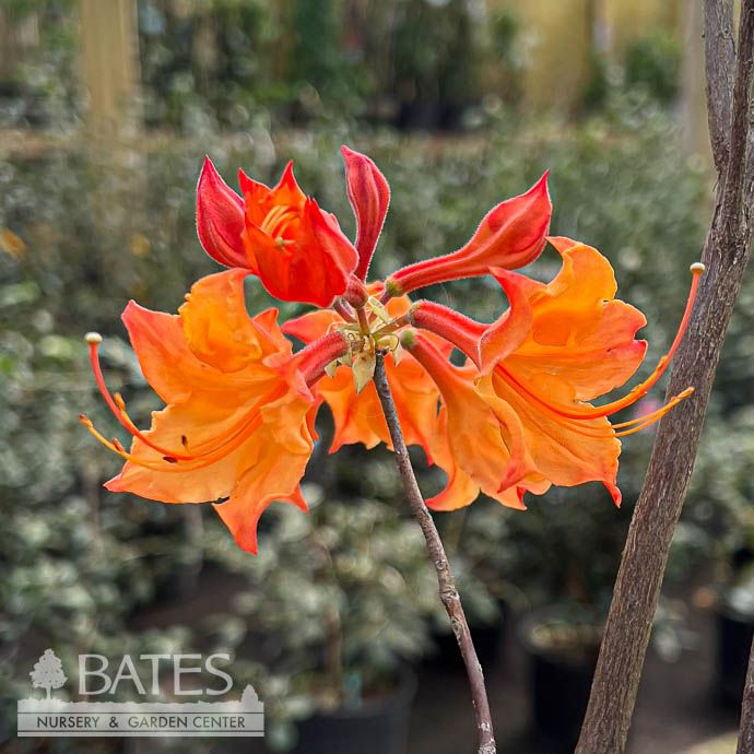 #1 Rhododendron x Sunrise/ Orange Deciduous Azalea