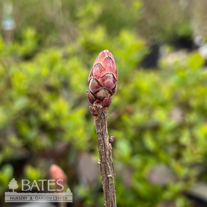 #1 Rhododendron x Father Ryan/ Orange Deciduous Oconee Azalea