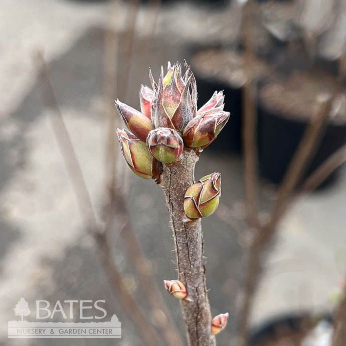 #3 Rhododendron x Pink Carousel/ Deciduous Aromi Azalea