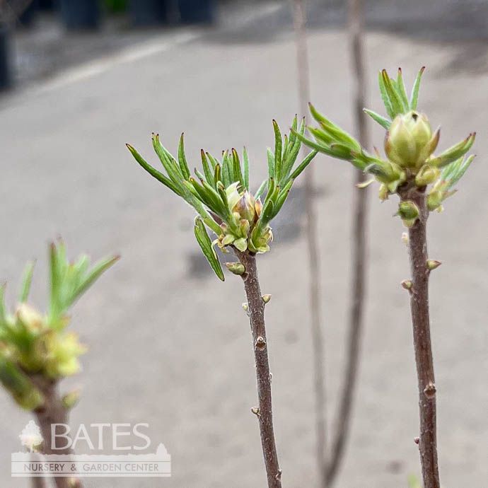 #3 Rhododendron aust Escatawpa/ Golden-Orange Deciduous Flame Azalea Native (R)