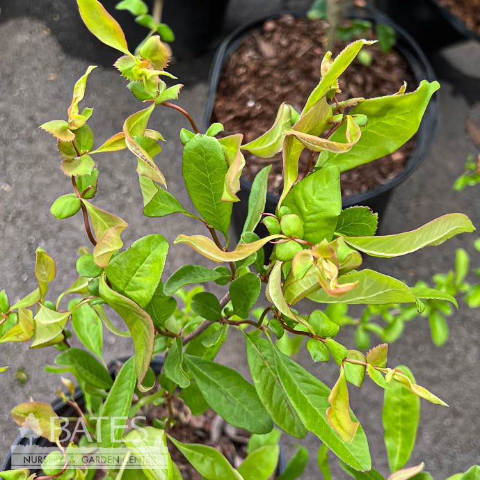 #2 Chaenomeles speciosa Contorta/ Pink Flowering Quince
