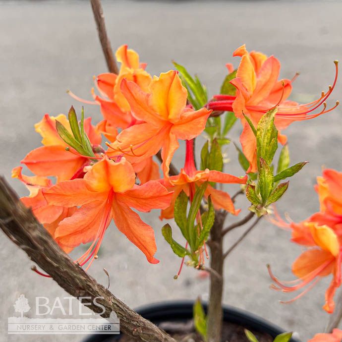 #3 Rhododendron aust Don&#39;s Variegated/ Orange Deciduous Azalea Native (R)