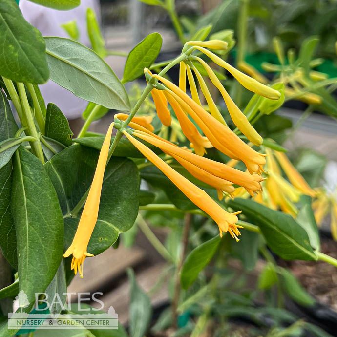 #2  Lonicera semp f sulphurea John Clayton/ Compact Yellow Honeysuckle Native (TN)
