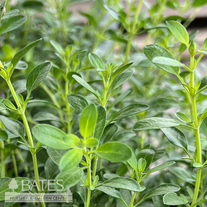 #1 Salvia greggii Raspberry/ Autumn Sage Native (R) - No Warranty