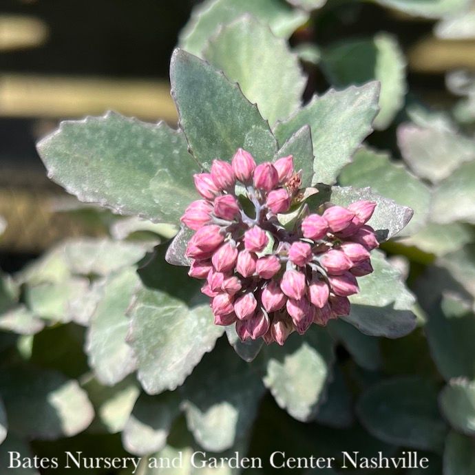 #1 Sedum x Evolution 'Purple Crush'/ Stonecrop