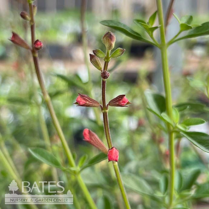 #1 Salvia greggii Apricot/ Autumn Sage Native (R) - No Warranty