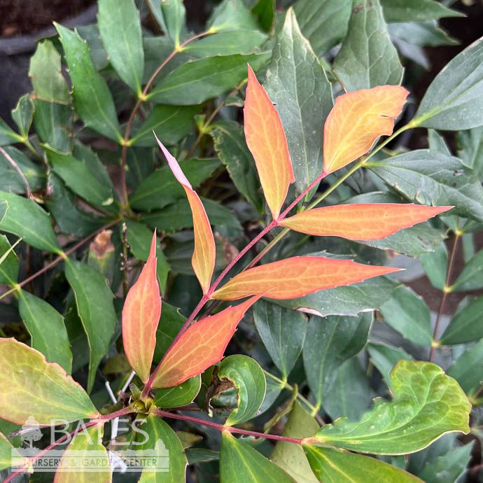 #3 Mahonia x Dragon Scales/ Compact