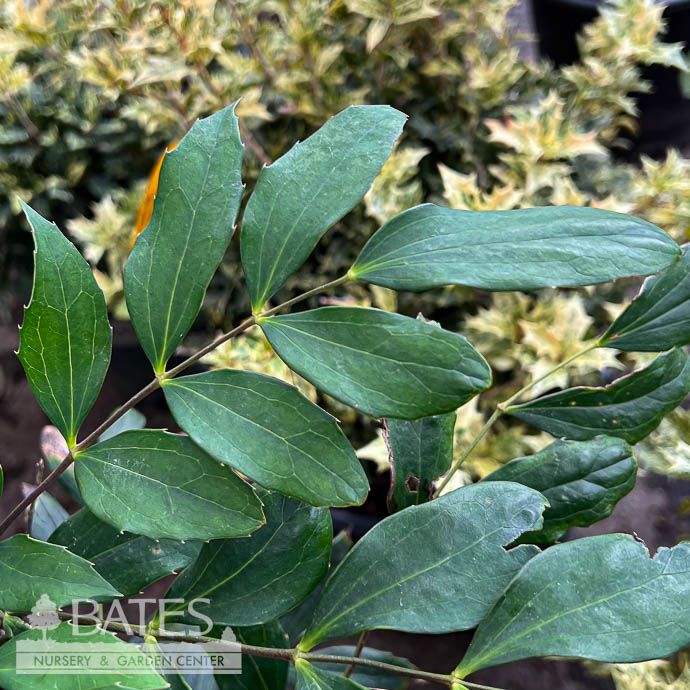 #3 Mahonia x Dragon Scales/ Compact