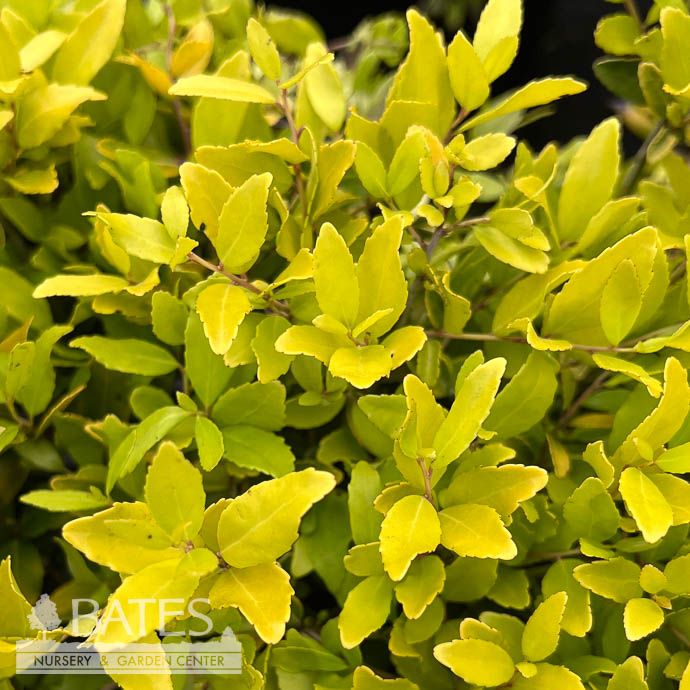 #7 Ilex vom Eureka Gold/ Dwarf Yaupon Holly (male) Native (R)