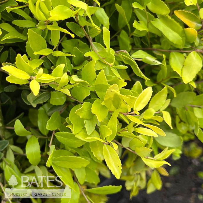 #7 Ilex vom Eureka Gold/ Dwarf Yaupon Holly (male) Native (R)