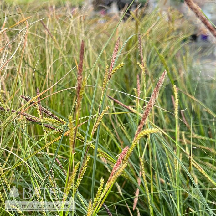 #1 Grass Carex x Fine China/ Sedge