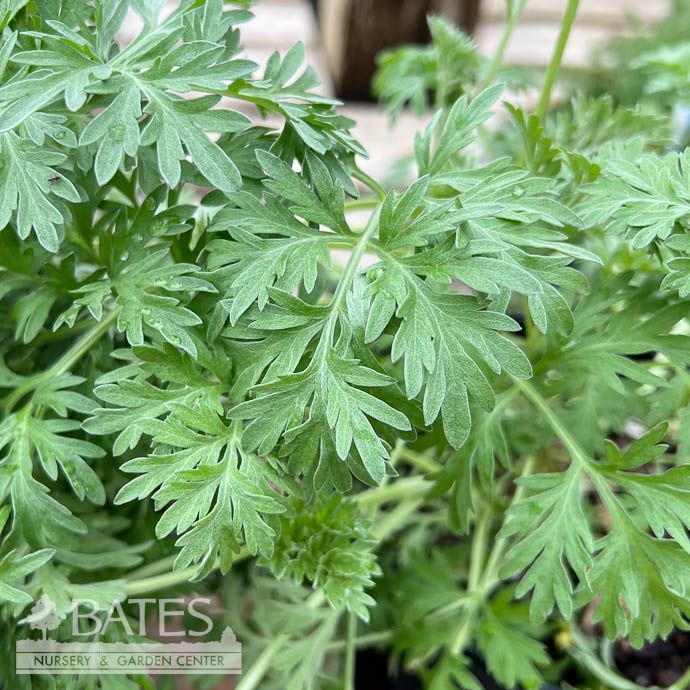 #1 Artemisia absinthium/ Common Wormwood