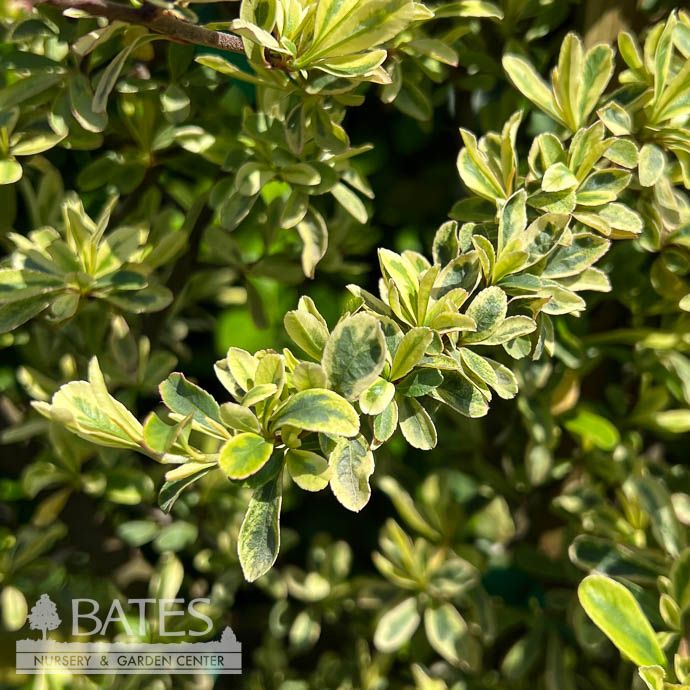 Topiary Espalier #7 Pyracantha Silver Lining/ Deciduous Variegated Firethorn