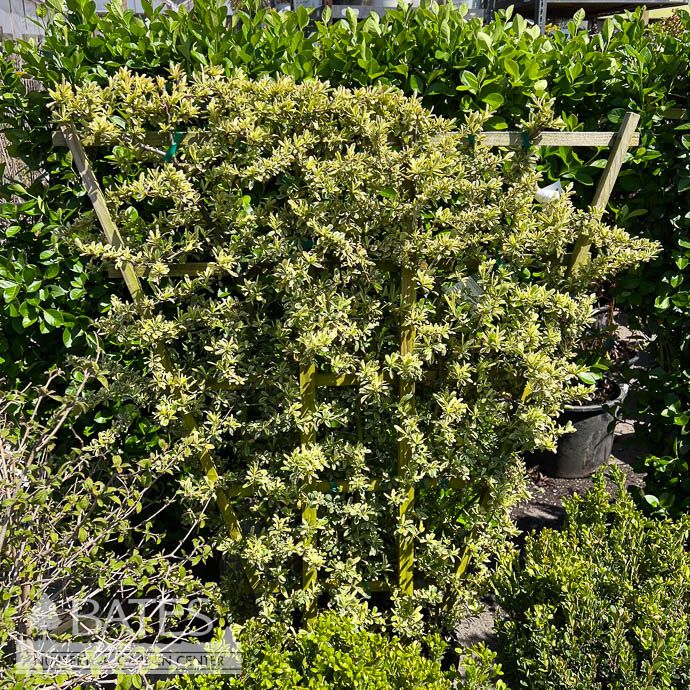 Topiary Espalier #7 Pyracantha Silver Lining/ Deciduous Variegated Firethorn