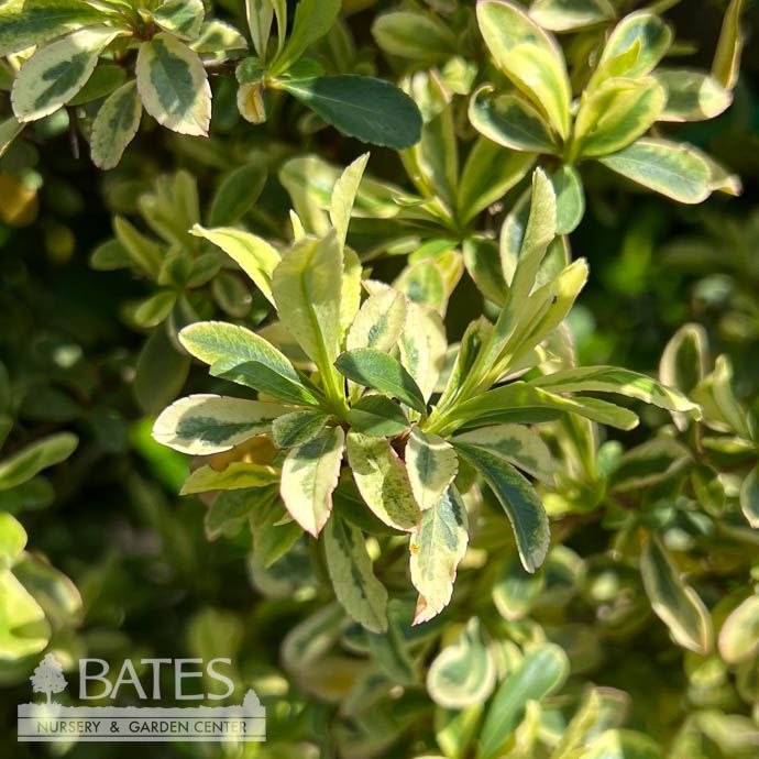 Topiary Espalier #7 Pyracantha Silver Lining/ Deciduous Variegated Firethorn