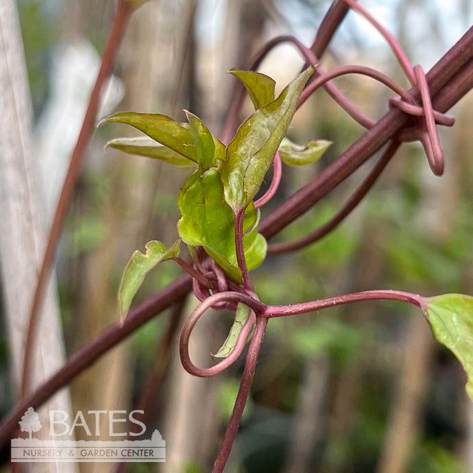 #1 Staked Clematis texensis Princess Diana/ Pink