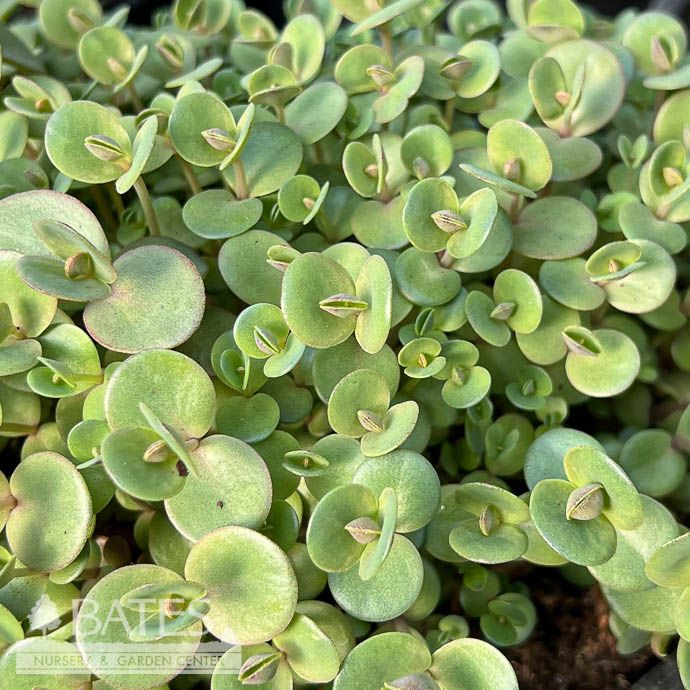 #1 Sedum x SunSparkler 'Lime Zinger'/ Stonecrop