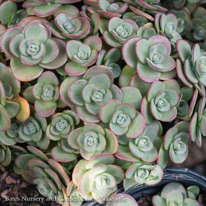#1 Sedum x SunSparkler &#39;Lime Zinger&#39;/ Stonecrop