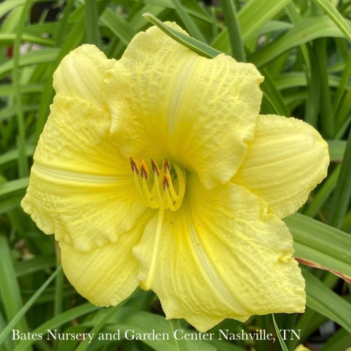 #1 Hemerocallis PW Rainbow Rhythm &#39;Going Bananas&#39;/Yellow Daylily