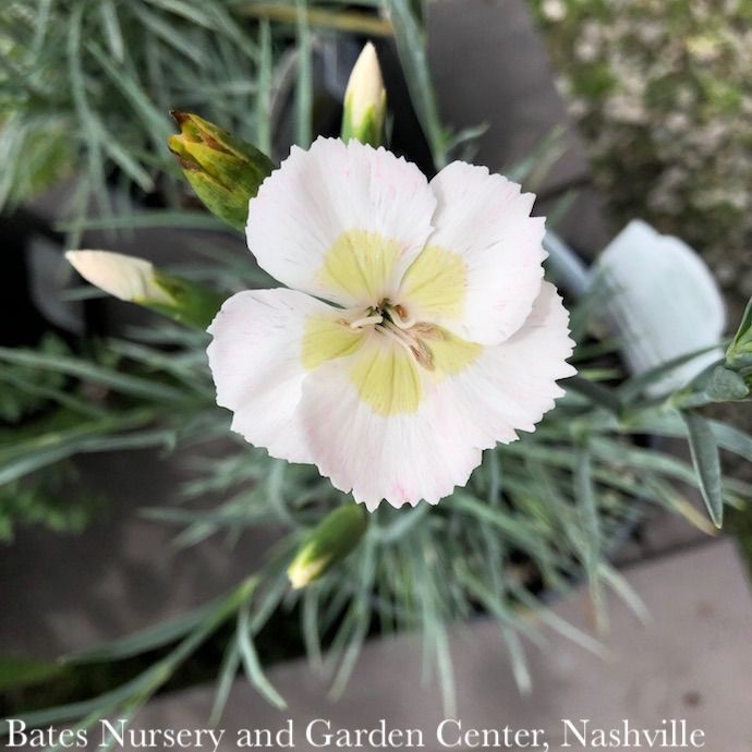 #1 Dianthus American Pie &#39;Key Lime Pie&#39;/ White