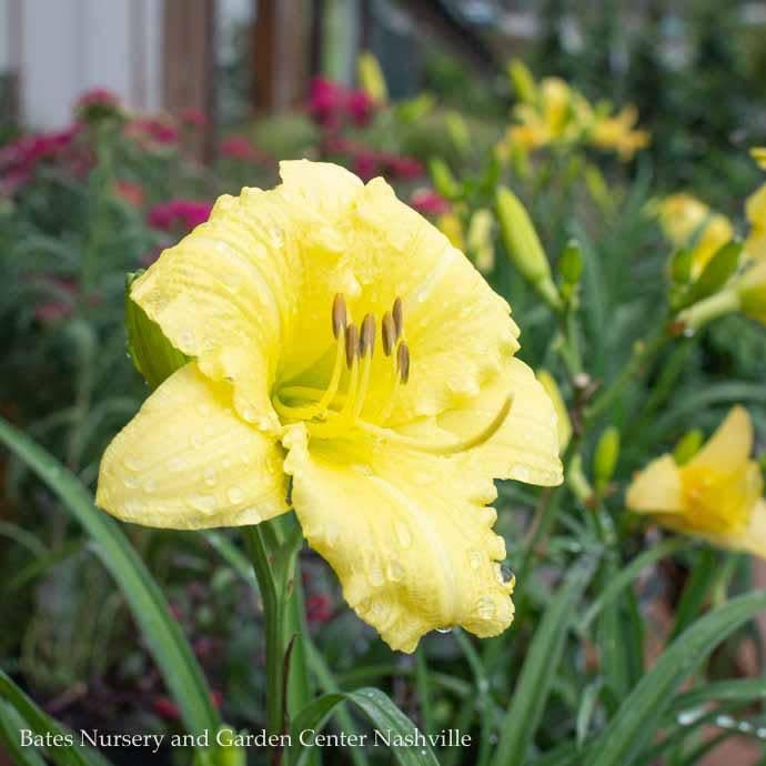 #1 Hemerocallis PW Rainbow Rhythm &#39;Going Bananas&#39;/Yellow Daylily